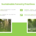 Sustainable Forestry Practices Forest Templates