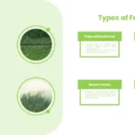 Types Of Forest Templates